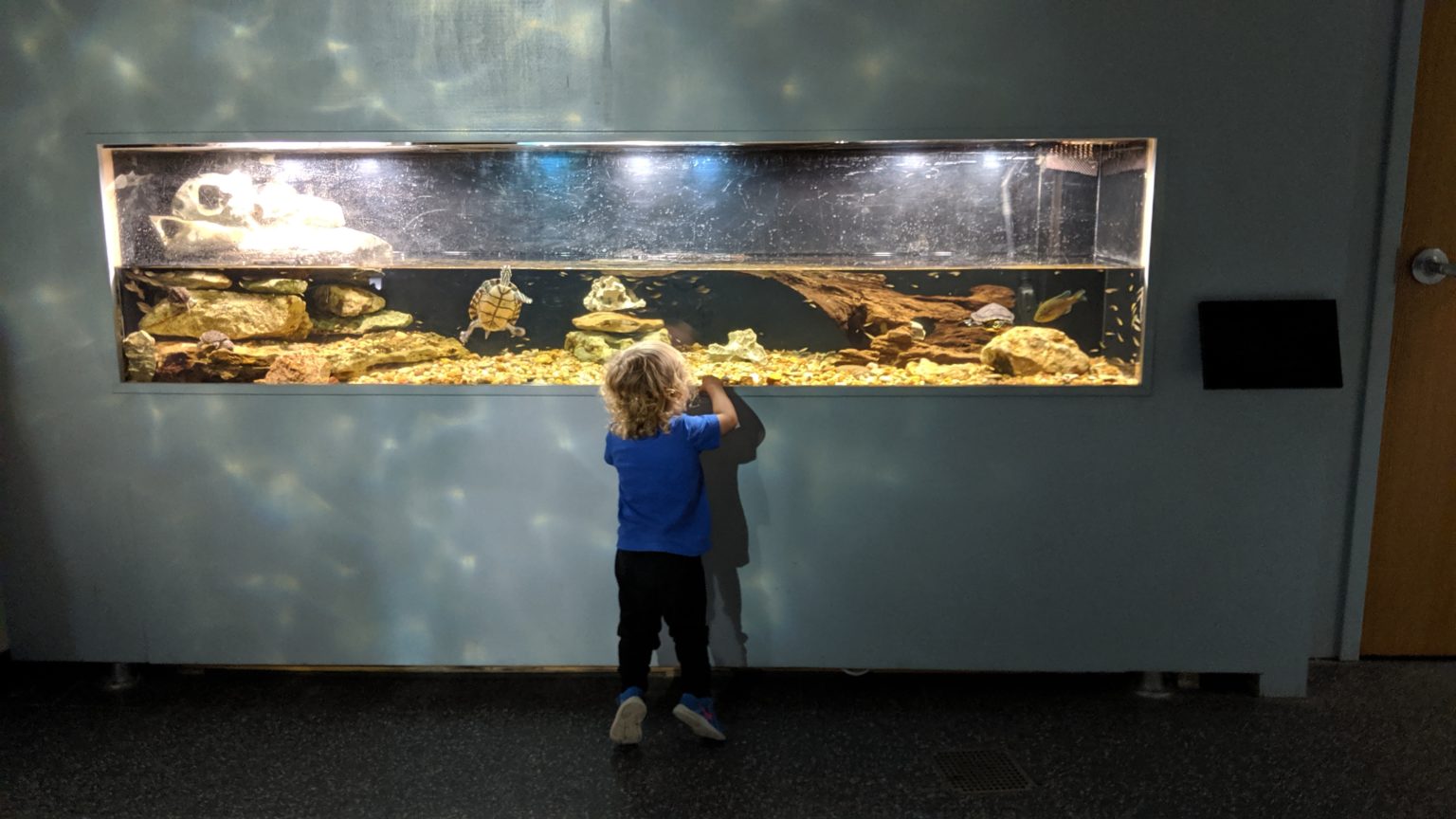 The Meadows Center for Water and the Environment (Formerly Aquarena